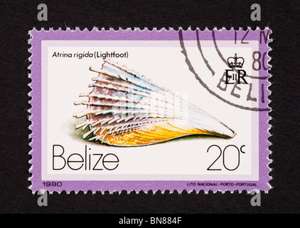 Briefmarke aus Belize Darstellung einer Muschel (Atrina Rigida). Stockfoto