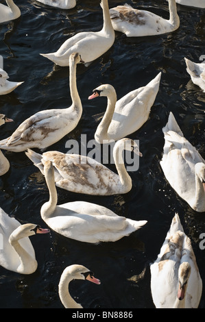 Ein Eyrar von Schwänen und Reife Cygnets Gedränge rund um den Kai, wo Passanten Brot zu werfen. Stockfoto