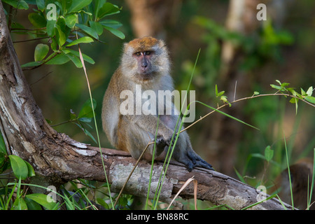 Krabbe-Essen MAKAKEN (Macaca Fascicularis) Ko Tarutao National Park, Süd-Thailand. Stockfoto