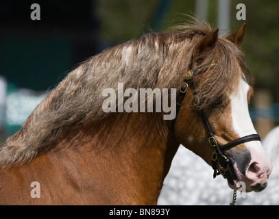 Welsh Mountain Ponys Hengst wales seltene Rasse Stockfoto