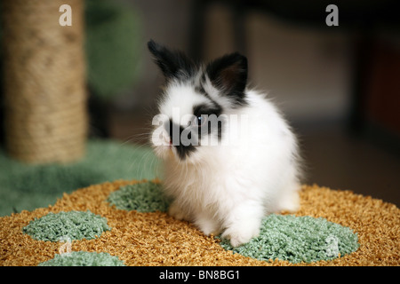 Kleine schwarz-weiße Kaninchen Stockfoto