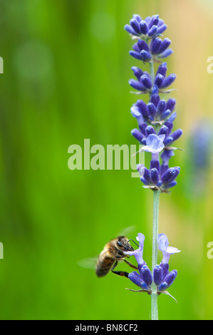 Honigbiene, die Fütterung auf Lavendel Stockfoto