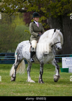 Yorkshire Dales Pony selten gefährdet züchten England Stockfoto