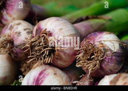 Frisch gegrabene Knoblauch Zwiebeln Stockfoto