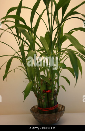 Nahaufnahme von Lucky Bamboo (Dracaena Sanderiana) wächst auf einem Tan Hintergrund Stockfoto