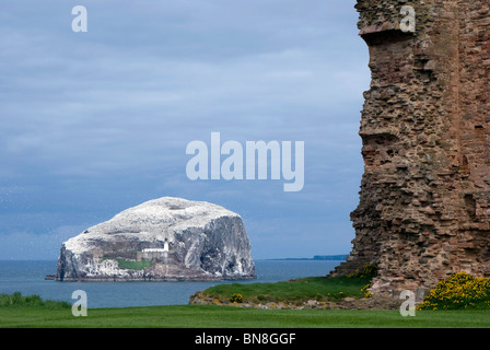 Der Bass Rock von Tantallon Castle, in der Nähe von North Berwick, East Lothian, Schottland. Stockfoto