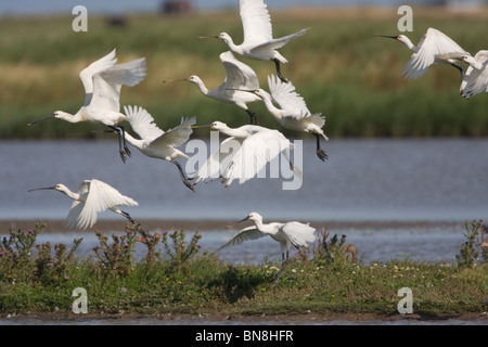 Eurasische Löffler (Platalea Leucorodia), Norfolk, Großbritannien. Stockfoto