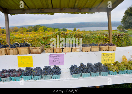 Trauben für den Verkauf am Straßenrand stehen in Finger Lakes Region New York Stockfoto