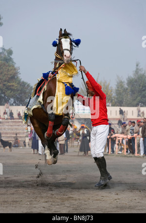 Muktsar Indien Maghi Mela Punjab Pferd tanzen Fair Stockfoto