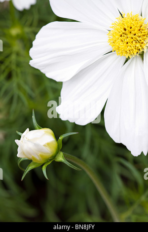 Weißen Kosmos Sonate Blüte und Knospe Stockfoto