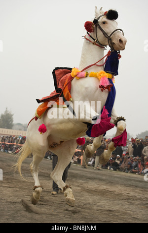 Muktsar Indien Maghi Mela Punjab Pferd tanzen Fair Stockfoto