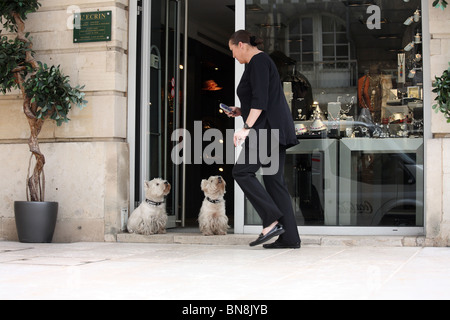 Zwei West Highland White Terrier, Nancy, Frankreich Stockfoto