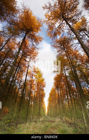 Hohe HerbstLärchenbäume im Forest of Dean, Gloucestershire, England, Großbritannien Stockfoto