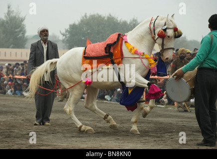 Muktsar Indien Maghi Mela Punjab Pferd tanzen Fair Stockfoto