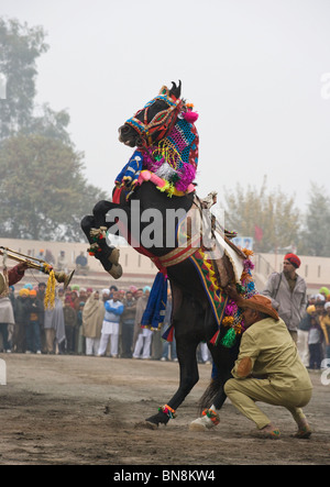 Muktsar Indien Maghi Mela Punjab Pferd tanzen Fair Stockfoto