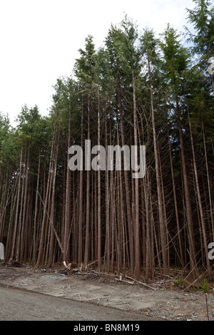 Wald, Kahlschlag, Konzept von Umweltschäden Stockfoto