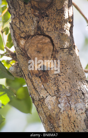 Kubanische Green Woodpecker Xiphidiopicus Percussus Verschachtelung Loch im Zapata, Republik Kuba im März. Stockfoto