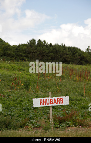 Rhabarber-Feld auf ein wählen Sie Ihre eigene Farm, Sussex, UK Stockfoto