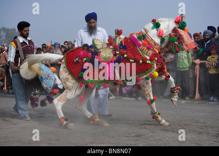 Muktsar Indien Maghi Mela Punjab Pferd tanzen Fair Stockfoto