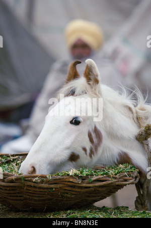 Fair Maghi Mela Punjab Mukstar Indien Sikh Pferd Stockfoto