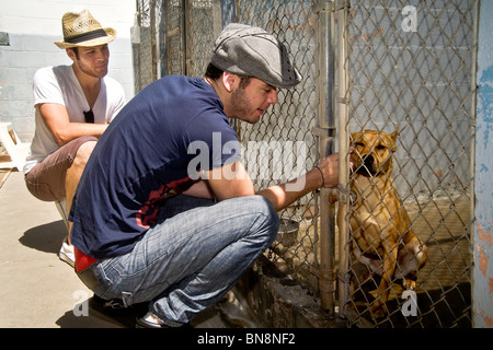 Ich Suche ein Haustier, betrachten zwei junge Männer einen streunenden Hund in einem Käfig im Laguna Beach, CA. Tierheim. MODEL-RELEASE Stockfoto