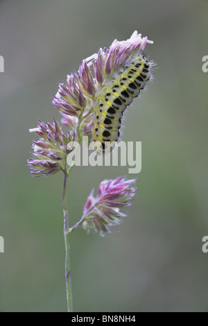 Sechs-Spot Burnet Zygaena Filipendulae Klettern auf Rasen Stängel Collard Hügel, Somerset im Juni. Stockfoto