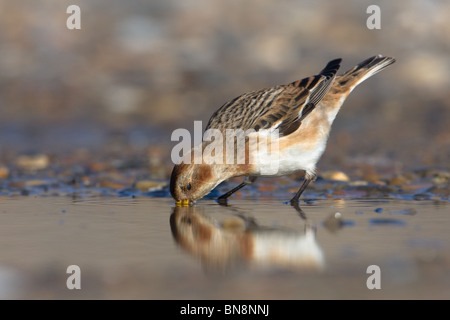 Snow Bunting (Plectrophenax Nivalis), Norfolk, Großbritannien. Stockfoto