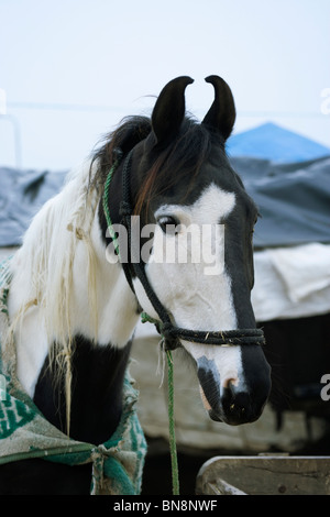 Fair Maghi Mela Punjab Mukstar Indien Sikh Pferd Stockfoto