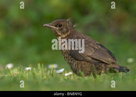 Amsel (Turdus Merula), juvenile auf Wiese im Garten Stockfoto