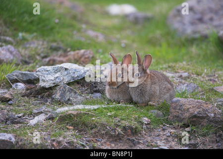 Junge europäische Kaninchen Oryctolagus Cuniculus zusammengekauert auf Fetlar, Shetland-Inseln im Juni. Stockfoto
