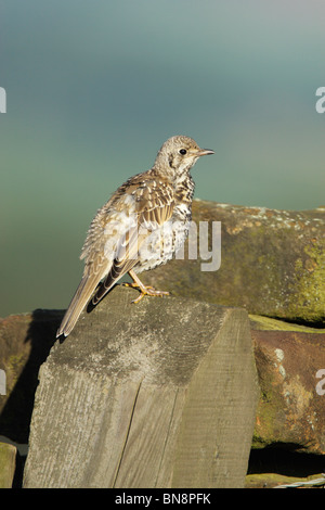 Junge Misteldrossel Drossel (Turdus Viscivorus) thront auf einem Pfosten Stockfoto