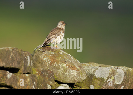 Junge Misteldrossel Drossel (Turdus Viscivorus) thront auf einer Steinmauer Stockfoto