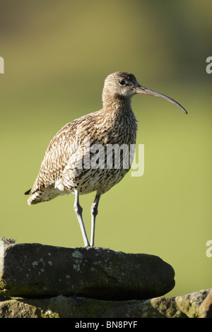 Eurasische Brachvogel (Numenius Arquata) stehend auf Steinmauer Stockfoto