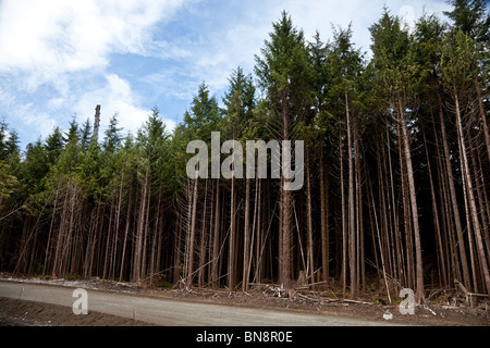 Wald, Kahlschlag, Konzept von Umweltschäden Stockfoto