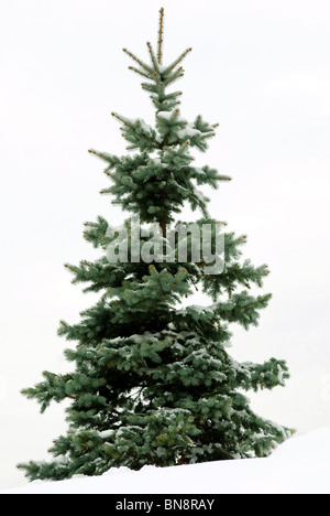 Fell-Weihnachtsbaum wieder weißer Hintergrund Stockfoto