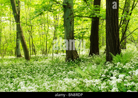 Ramsoms (Allium Usrsinum) auf Waldboden in Low Wood, Roggen Dale in der Nähe von Helmsley. Auch wilden Knoblauch genannt. Stockfoto