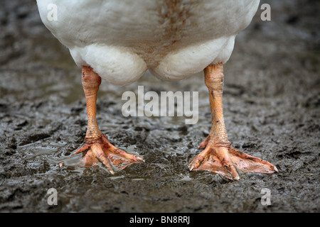 Gans-Beine auf schlammigen Boden Stockfoto