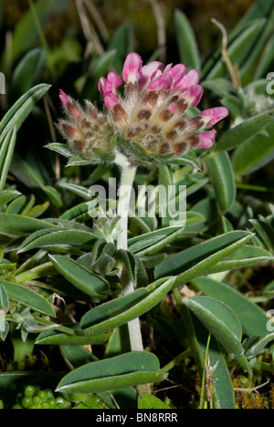 Marine Niere Wicke oder Woundwort (Anthyllis Vulneraria) Stockfoto
