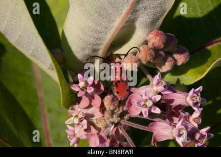 Rote Wolfsmilch Käfer Tetraopes Tetrophthalmus auf gemeinsamen Seidenpflanze Blumen Asclepias Syriaca Osten der Vereinigten Staaten Stockfoto