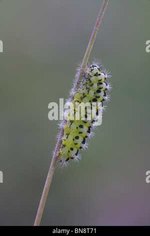 Sechs-Spot Burnet Zygaena Filipendulae Klettern auf Rasen Stängel Collard Hügel, Somerset im Juni. Stockfoto