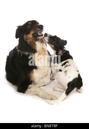 Zwei Hunde spielen einzelne Erwachsene Border Collie und Welpen Jack Russell Terrier Studio, UK Stockfoto