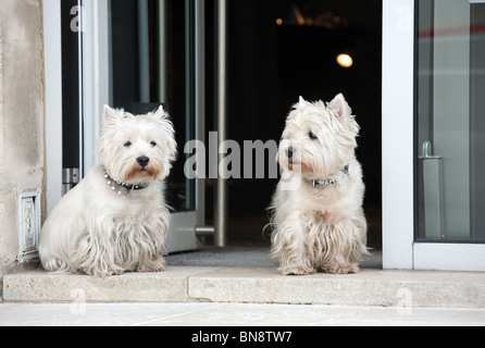 Zwei West Highland White Terrier, Nancy, Frankreich Stockfoto
