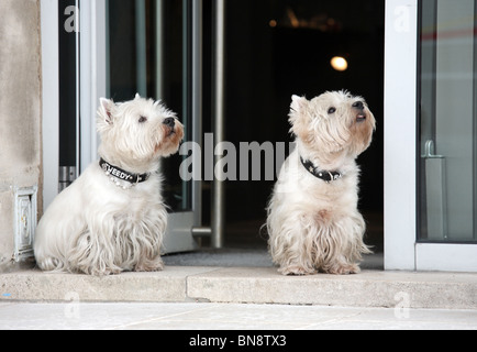 Zwei West Highland White Terrier, Nancy, Frankreich Stockfoto