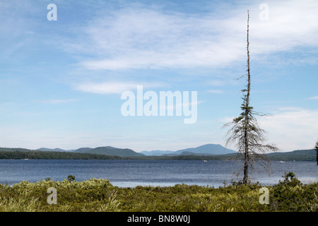 Eine einsame Kiefer auf dem Ufer von Raquette See in den Adirondack State Park-New York-USA Stockfoto