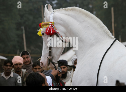 Fair Maghi Mela Punjab Mukstar Indien Sikh Pferd Stockfoto