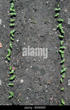 Keimen grüne Bohnen Pflanzen (Phaseolus Sorte) im Gemüsegarten, Michigan USA Stockfoto