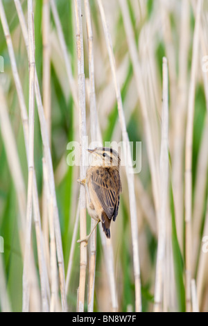 Juvenile Sedge Warbler Acrocephalus Schoenobaenus, Norfolk, UK, Sommer Stockfoto