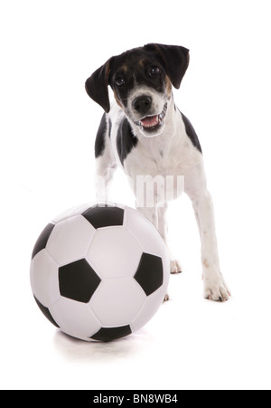 Jack Russell Terrier einzelne Welpe mit Fußball Studio, UK Stockfoto