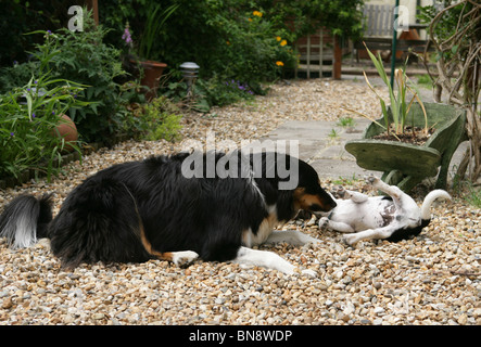 Jack Russell Terrier Vorlage einzelne Erwachsene Border Collie und Welpen Jack Russell Terrier Garten, UK Stockfoto