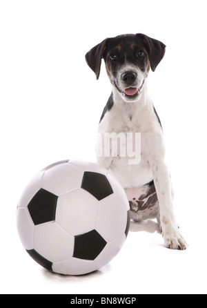 Jack Russell Terrier einzelne Welpe mit Fußball Studio, UK Stockfoto